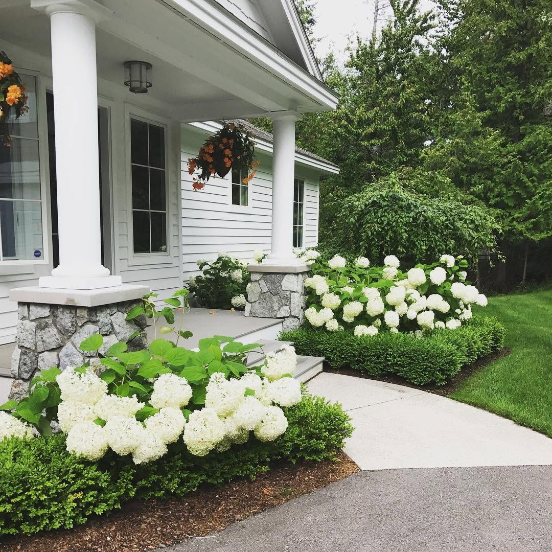 Entrance landscape planting with hydrangea and boxwood