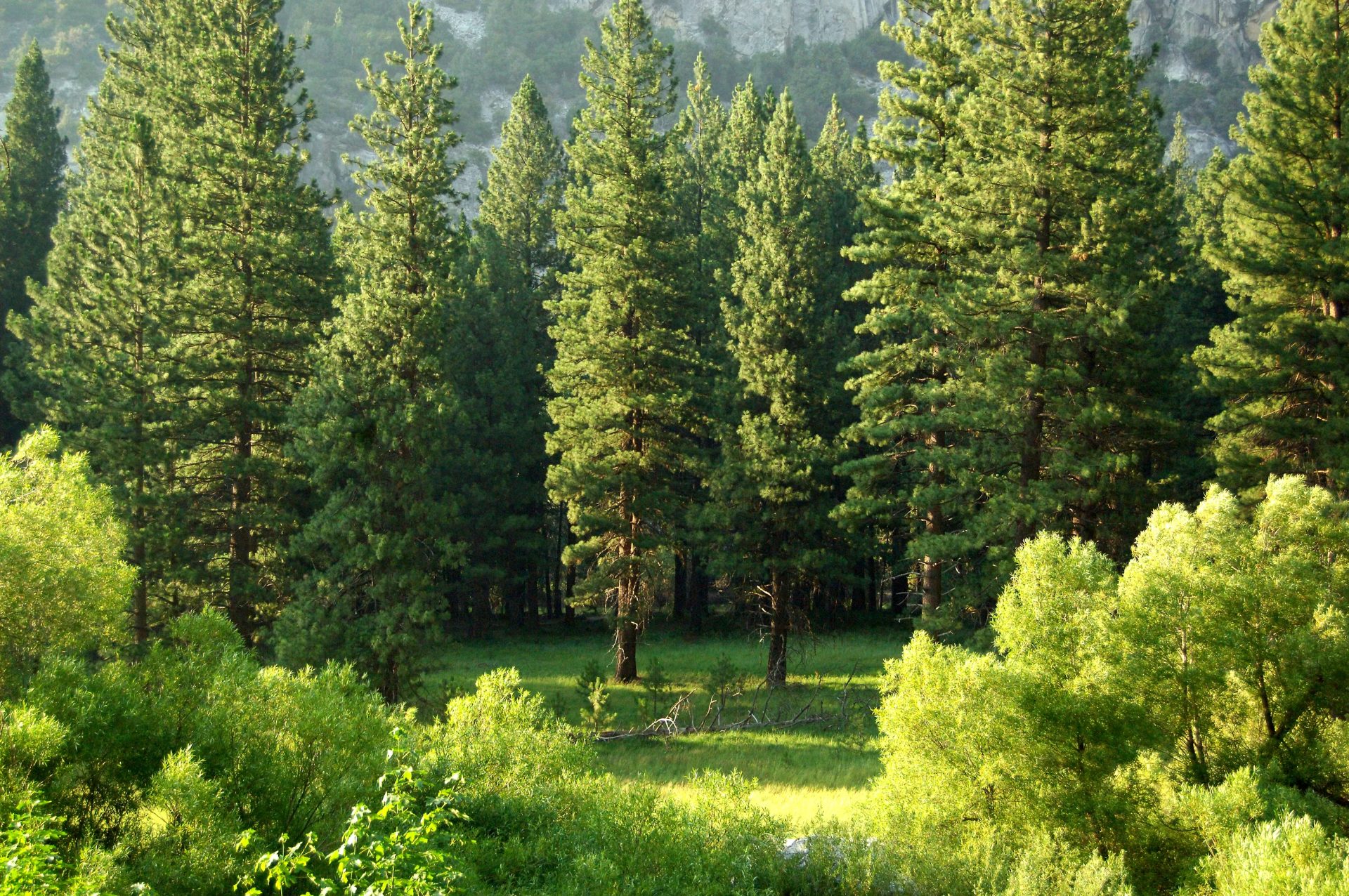 Pines above a sunlit meadow in Northern Michigan