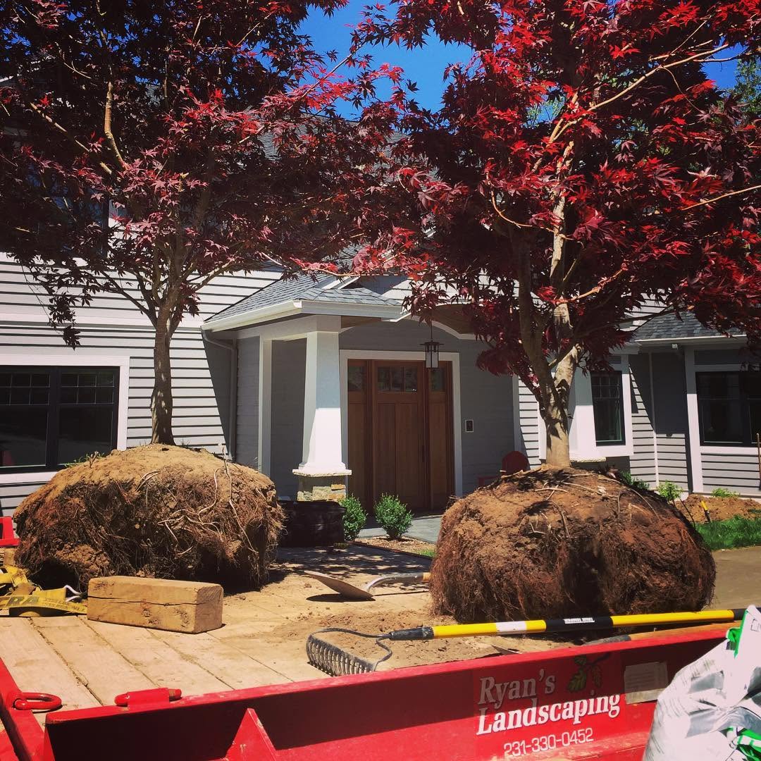 Japanese maples supplied and planted